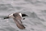 Thick-billed Murre, St Paul Island 2013-06-09 1241