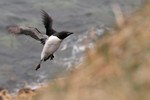 Thick-billed Murre, St Paul Island 2013-06-09 183