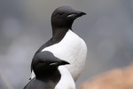 Thick-billed Murres 2013-06-09 271