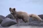 Arctic Fox (one of the reasons the birds are nesting on steep cliffs), St Paul Island 2013-06-09 3 -1