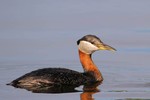 Red-necked Grebe, Anchorage 2013-06-11 434