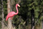 Northern Flamingo, Denali 2013-06-12 74