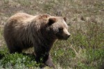 Brown Bear, Denali 2013-06-13 65