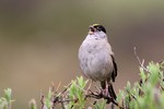 Golden-crowned Sparrow, Nome 2013-06-16 245