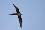 Long-tailed Jaeger, Nome 2013-06-16 312