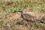 Bristle-thighed Curlew, Nome 2013-06-16 447