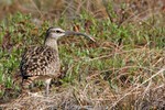 Bristle-thighed Curlew, Nome 2013-06-16 469