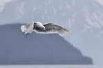 Glaucous-winged Gull, Resurrection Bay 2013-06-19 507