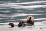 Sea Otter, Resurrection Bay, Alaska 2013-06-19 63