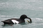 Pigeon Guillemot, Resurrection Bay, Alaska 2013-06-19 729