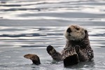 Sea Otter, Resurrection Bay 2013-06-19 83