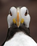 Horned Puffin, Alaska SeaLife Center, Seward (not a wild bird) 2013-06-20 114