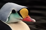 King Eider, Alaska SeaLife Center, Seward (not a wild bird) 2013-06-20 444