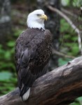 Bald Eagle, Seward 2013-06-20 65
