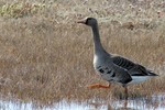Greater White-fronted Goose, Barrow 2013-06-21 310