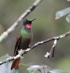 Brazilian Ruby, Itatiaia National Park