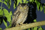 Tropical Screech-Owl, Itatiaia National Park