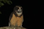 Tawny-browed Owl, Itatiaia National Park