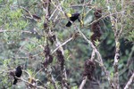 Black-and-gold Cotingas, Itatiaia National Park