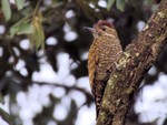 Yellow-browed Woodpecker, Itatiaia National Park