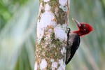 Robust Woodpecker, Itatiaia National Park