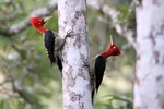 Robust Woodpecker, Itatiaia National Park