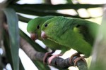 Plain Parakeet, Ubatuba