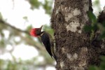 Helmeted Woodpecker, Intervales State Park