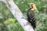 Blond-crested Woodpecker, Intervales State Park