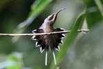 Scale-throated Hermit, Intervales State Park