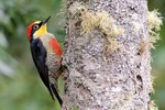 Yellow-fronted Woodpecker, Intervales State Park