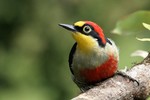 Yellow-fronted Woodpecker, Intervales State Park