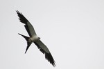 Swallow-tailed Kite, Intervales State Park
