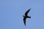 White-collared Swift, Intervales State Park