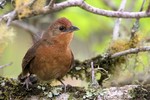 Orange-breasted Thornbird, Intervales State Park