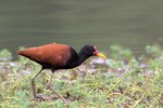 Wattled Jacana, Intervales State Park
