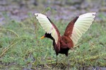 Wattled Jacana, Intervales State Park