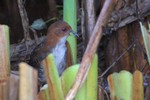 Red-and-white Crake, Intervales State Park