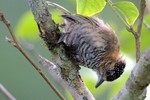 Ochre-collared Piculet, Intervales State Park