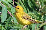 Yellow Warbler, DeKorte 7/9/2011