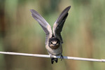 Barn Swallow, DeKorte 7/9/2011