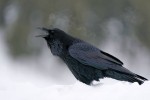 Common Raven on a chilly morning in Yellowstone