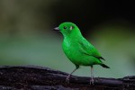 Glistening-green Tanager, Mindo, Ecuador