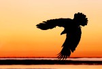 Bald Eagle at sunset, Homer Alaska
