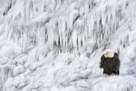 Bald Eagle in front of ice-covered rocks, Homer Alaska