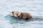 Mother and young Sea-otter, Homer Alaska