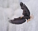 Bald Eagle with frozen waterfall, Homer Alaska