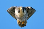 The Beast, resident female Peregrine Falcon at State Line Lookout