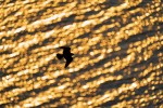 Peregrine Falcon over the Hudson at sunrise, State Line Lookout