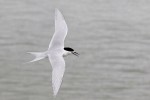 White-fronted Tern 20171116 229
